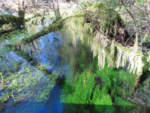 Pond next to “Hall of Mosses Trail” in the Hoh rainforest.