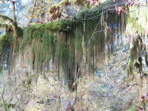 Moss on tree next to “Hall of Mosses Trail” in the Hoh rainforest.