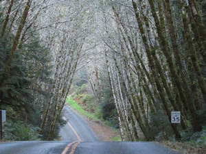Trees lining the road to the Hoh rainforest.