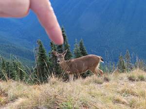 Ted’s finger and deer on loop trail on top of Hurricane Ridge.