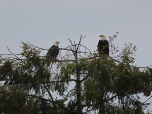 Bald eagles seen in a tree at Discovery bay.