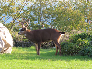 Deer near bell tower in Port Townsend.