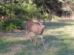 Deer at Fort Worden Historic area.