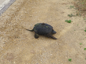 Turtle Ted help cross the highway near Monroe.
