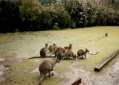Bannett wallabies at Lake St. Claire 