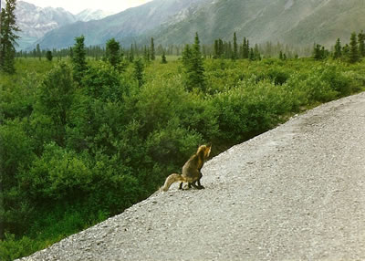 A fox taking a dump at Denali National Park, Alaska.