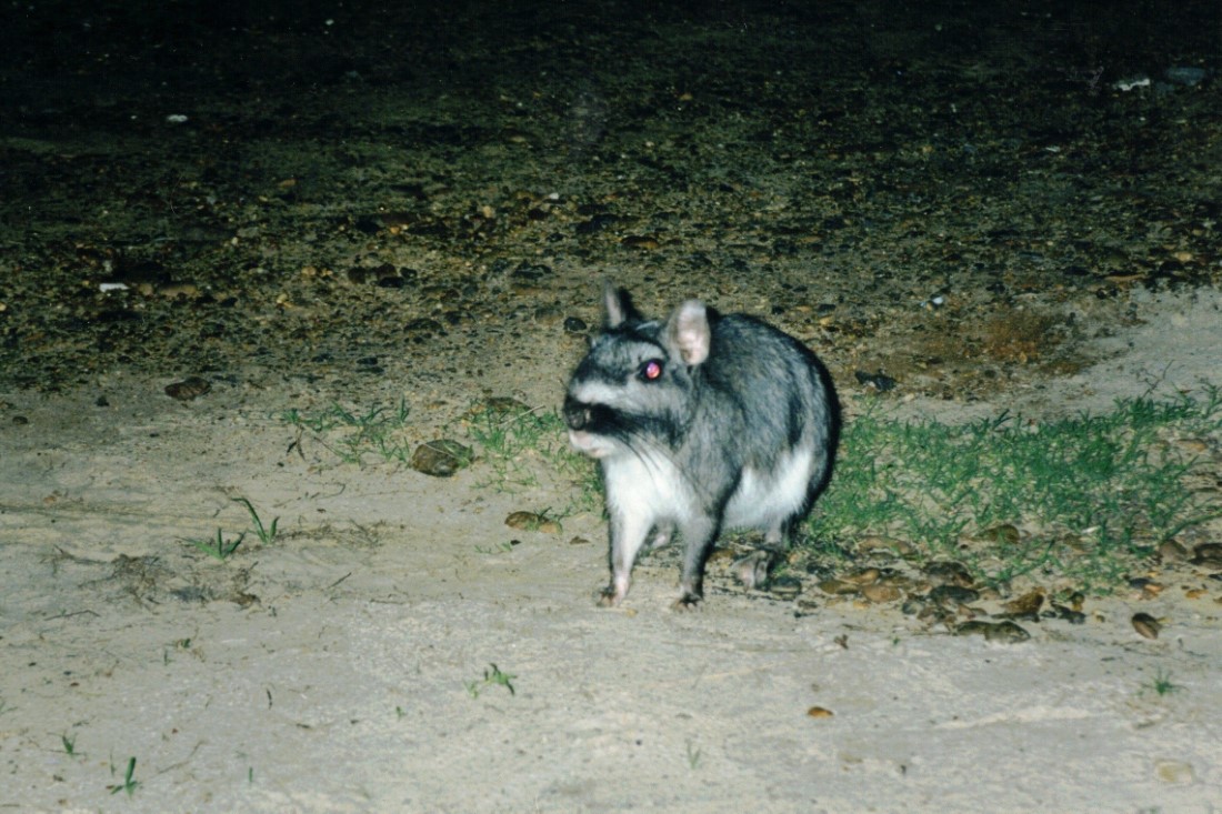 A Vizachas looking for food at El Palmer campground.