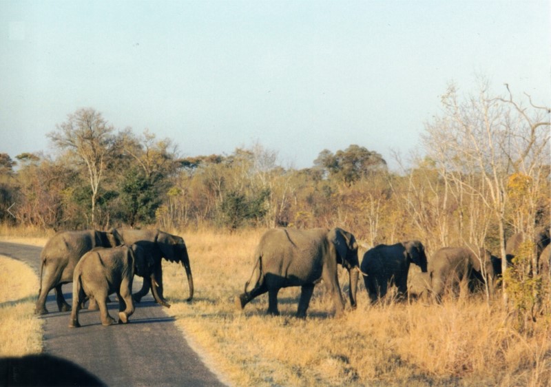 Elephants crossing the road close to Hwange National Park.