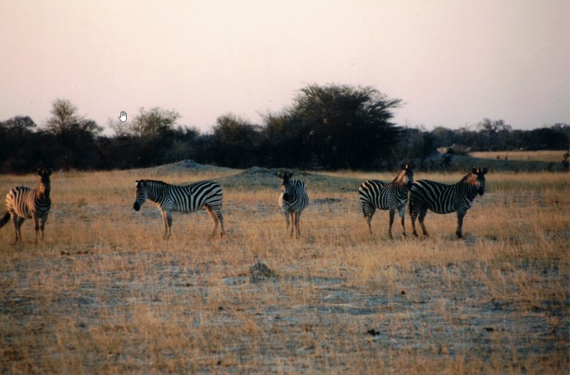 Zebra see from game truck at Hwange National Park.