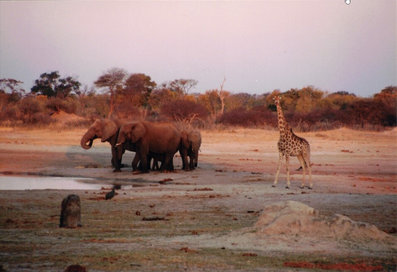 Elephants and a giraffe at a waterhole in Hwange National Park.