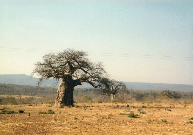 A Baobab tree between Sianzyundu and Binga.