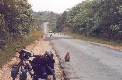 My bike and monkeys in the road at Khoa Yai National Park.