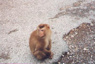 A monkey on the road in the Khoa Yai National Park.