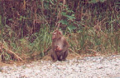 A young monkey holding on to its mom next to the road in the Khoa Yai National Park.