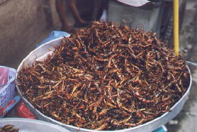 Grasshoppers ready to eat in Bangkok, Thailand.