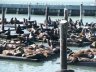Sea lions at peer 39 in San Francisco, California.