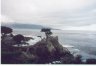 The Lone Cypress tree on the 17-mile drive just south of Monterey. This is the tree that is used as the Mascot for Pebble Beach Golf Course.
