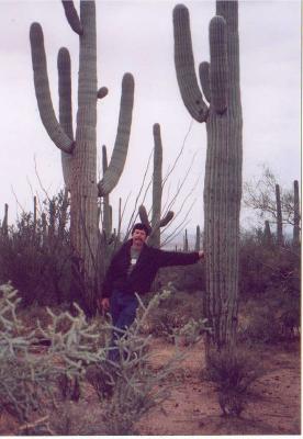 Cactus in Saguaro National Park near Tucson, Arizona.