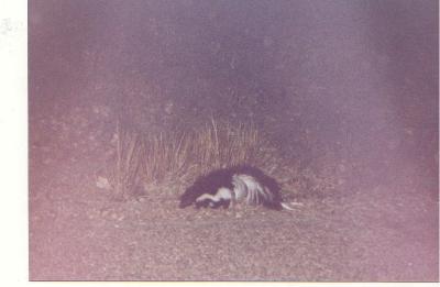 Skunk in Sabino Canyon, Tucson, Arizona.