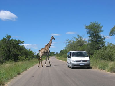 Giraffe at Kruger National Park.