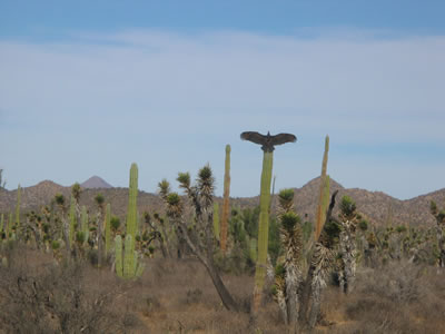 Vulture in cactus