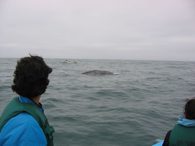Whale near Guerrero Negro