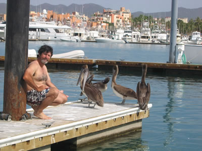 pelicans on the peer at Cabo San Lucas