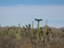 Vulture in cactus