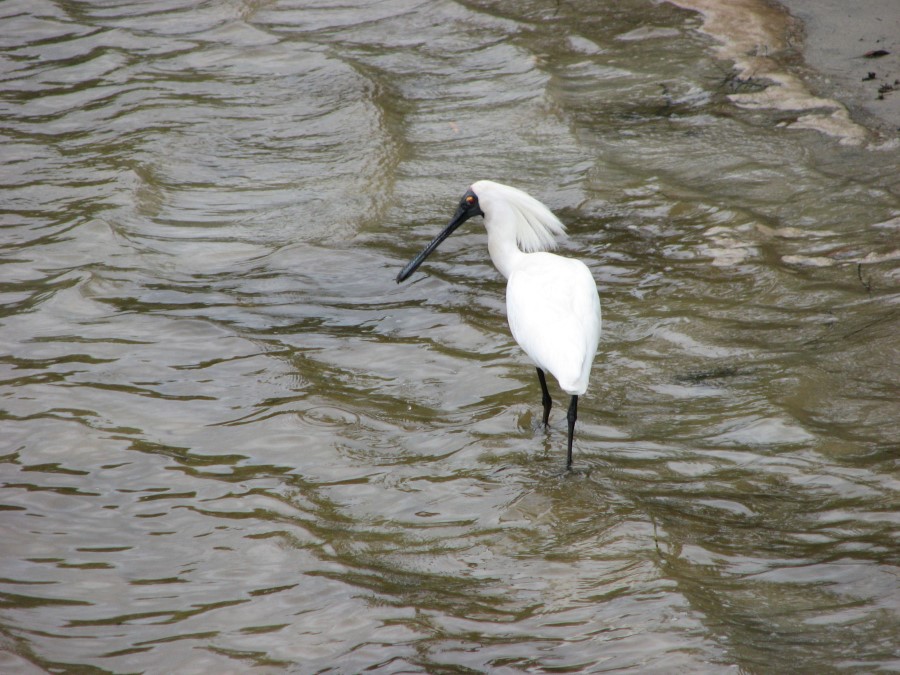 Royal-Spoonbill bird 