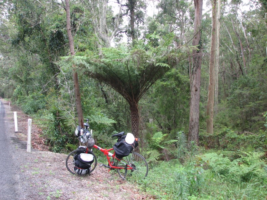 Australian Fern Tree