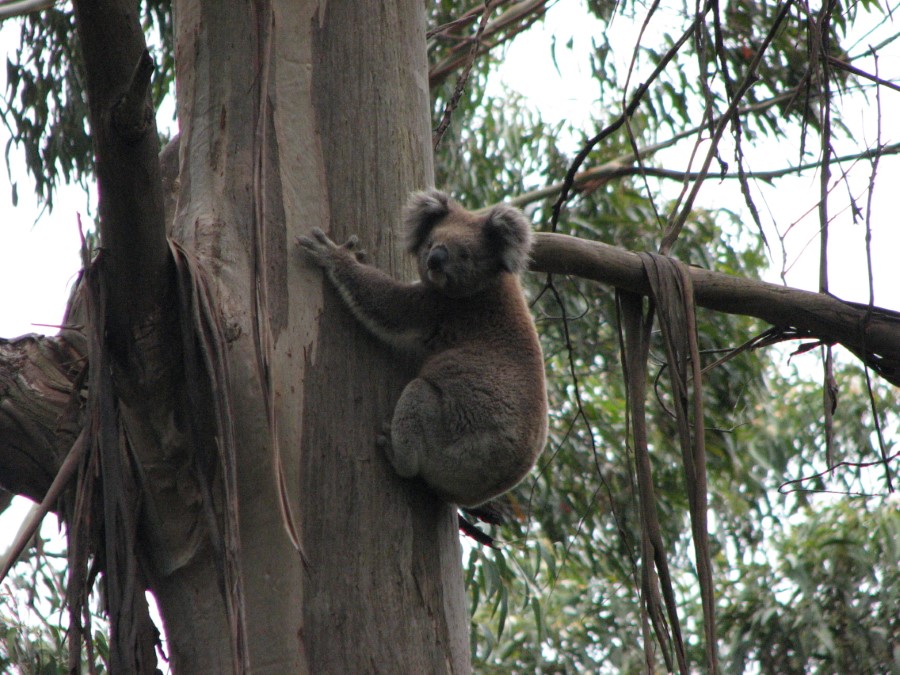 Koala Bear near Kennet River