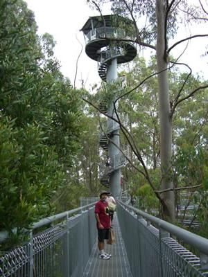 The 47 Meter Tower at Otway Fly Tree Top Walk