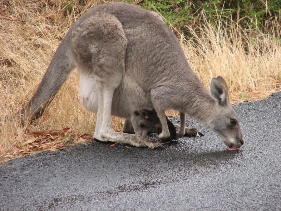 Kangaroo with young in pouch at Tower Hill State Game Reserve 