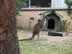 Kangaroo in front yard