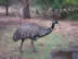 Emu at Tower Hill State Game Reserve