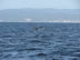 Whale Tail near Puerto Vallarta