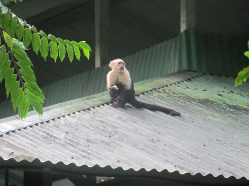 Monkey at Puerto Jimenez, Costa Rica