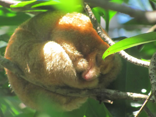 Mango Tour Quepos, Costa Rica - Silk Skin Ant eater