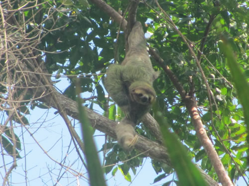 Sloth in tree at Manual Antonio National Park, Costa Rica