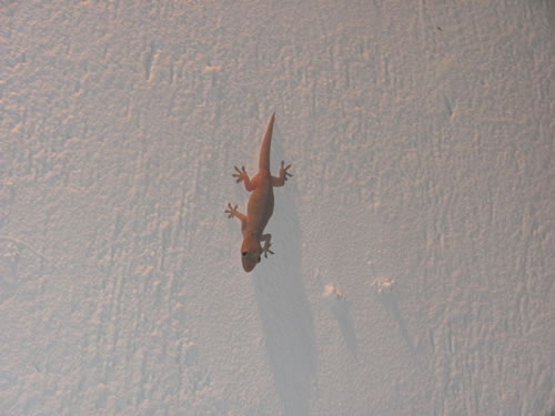 Jaco, Costa Rica – Lizard at restaurant