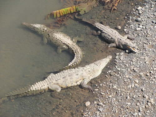 Alligators north of Jaco, Costa Rica