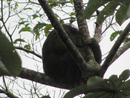 Sloth near Volcano Arenal