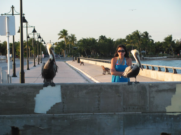 Pelican in Key West, FL