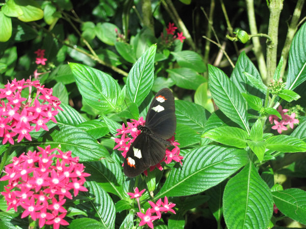 Butterfly farm Key West, FL