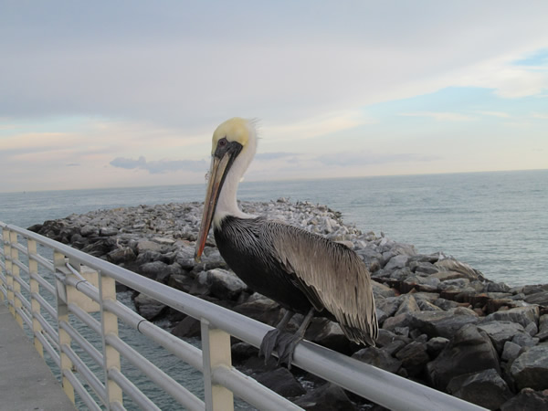 Pelican at Cape Canaveral, FL