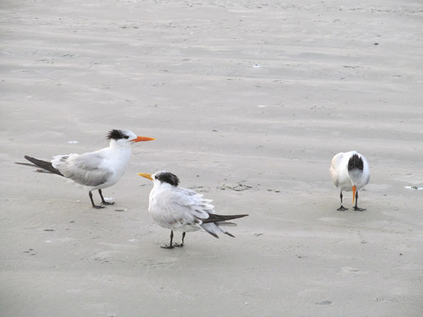 Sea Gulls at Cape Canaveral , FL