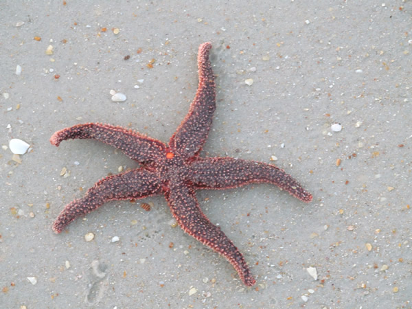 Starfish Daytona Beach, FL