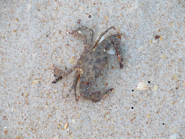 Crab on Flagner Beach, FL