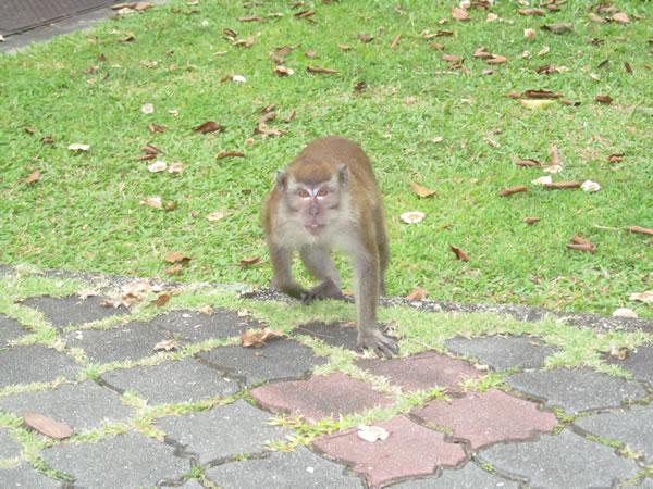 Monkey at the botanic garden in George town on the island of Penang, Malaysia