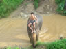 Man on elephant in Thailand